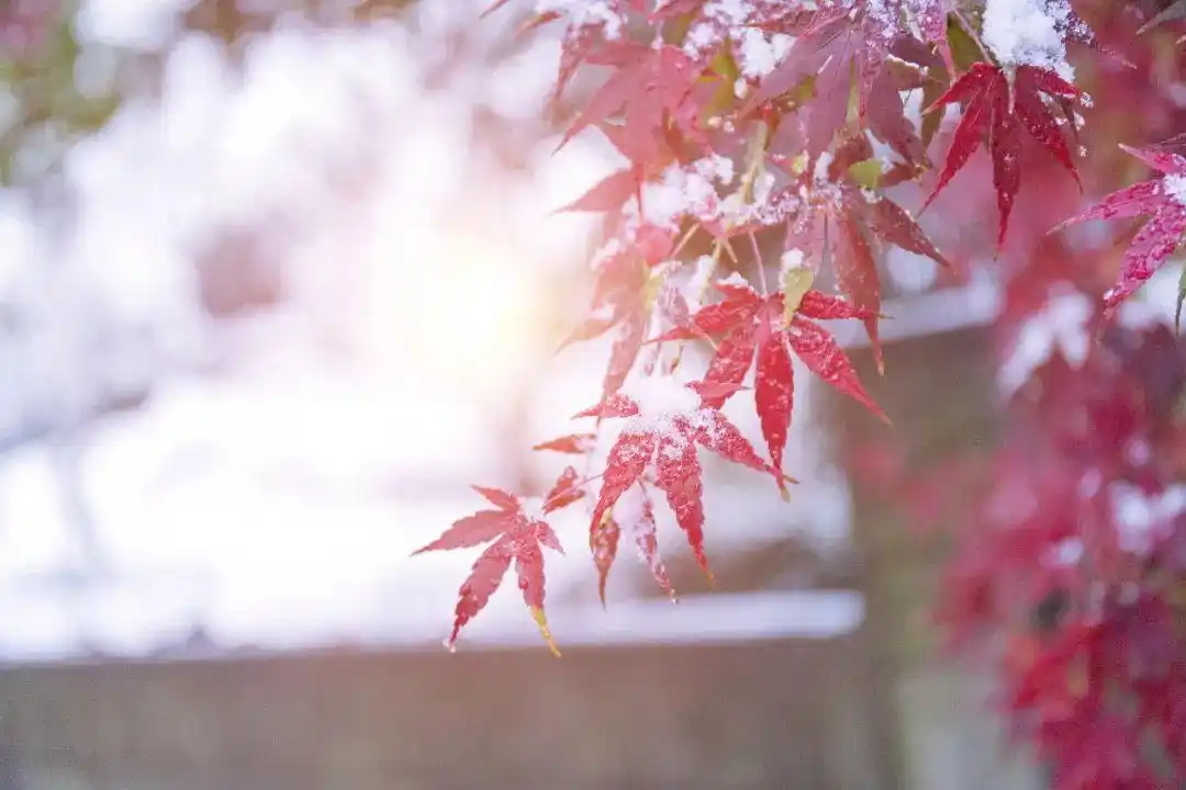 立冬节气习俗_今年是罕见的“九月早立冬”_立冬三候养生
