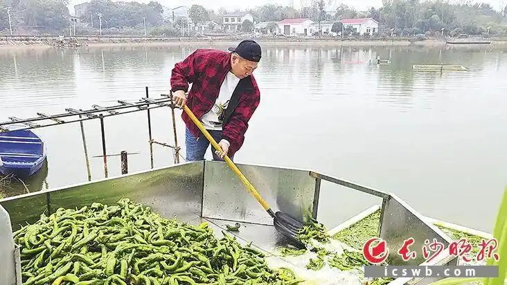 详细阅读:长沙有人用辣椒养鱼?是真的!一口塘能赚20万元! 长沙有人用辣椒养鱼?是真的!一口塘能赚20万元!