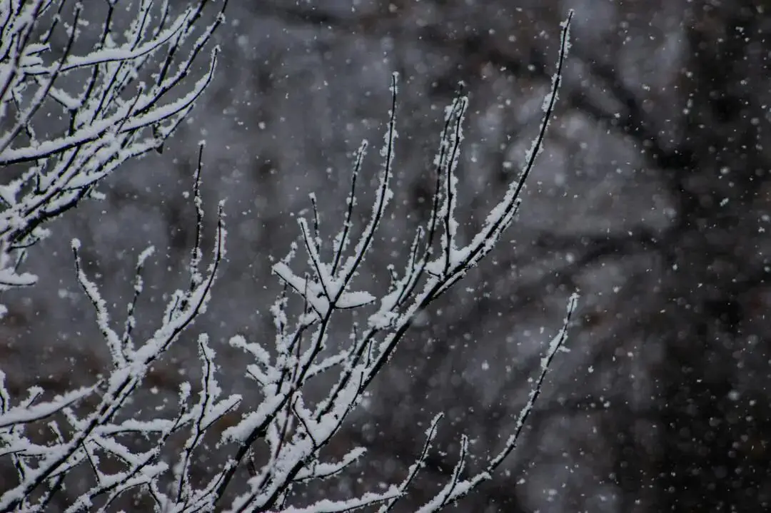 大雪节气三候_大雪节气为啥要喝红薯粥_大雪节气习俗