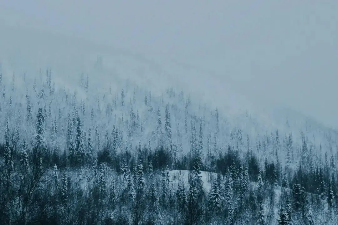 大雪节气习俗_大雪节气为啥要喝红薯粥_大雪节气三候