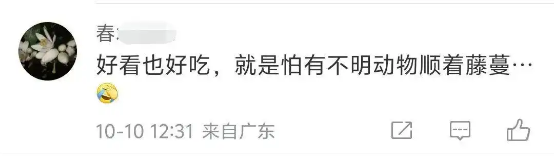 浙江金华惊现绿植瀑布，竟是空心菜！网友热议好看与蚊虫问题