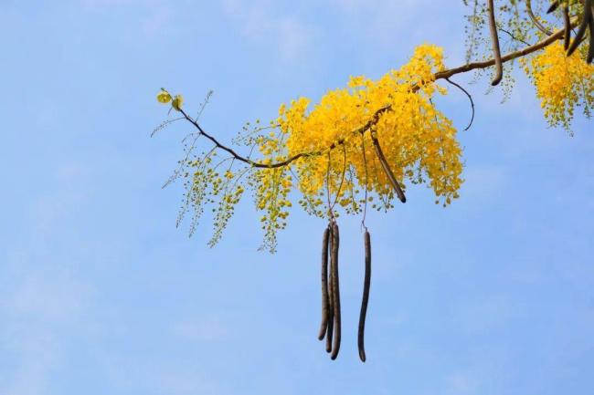 网上爆火的便秘果可以缓解便秘吗 便秘人的“邪修”救星？