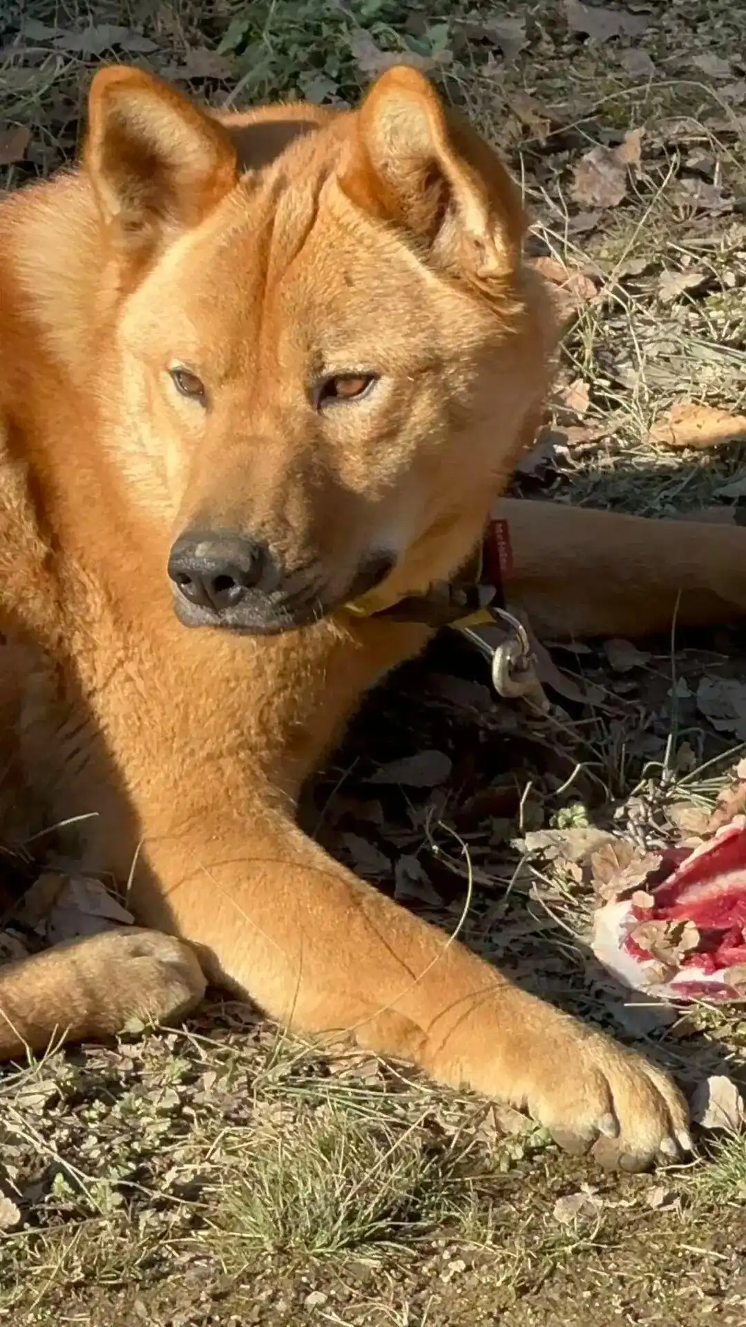 日本猎人职业_中国90后在闹熊灾的日本当全职猎人_日本熊灾