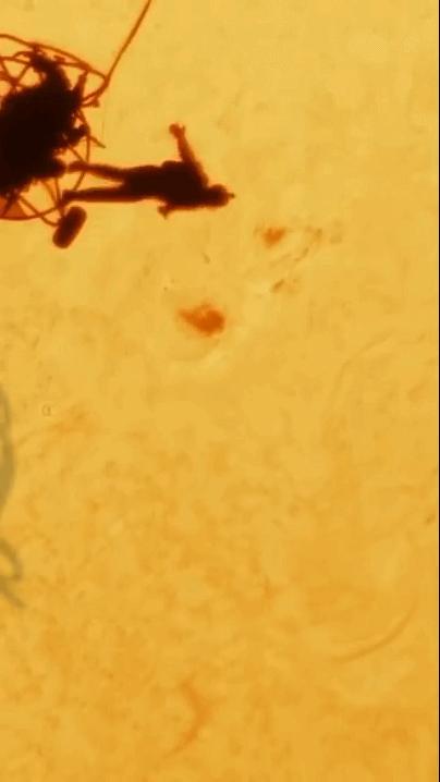 摄影师揭秘拍“人类坠入太阳”过程 凌日奇观背后的精准计算