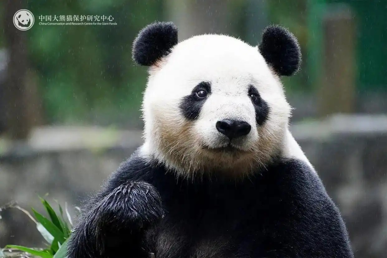 大熊猫晓月性格特点_中国大熊猫辰星晓月马来西亚旅居_最后2只旅日大熊猫即将回国