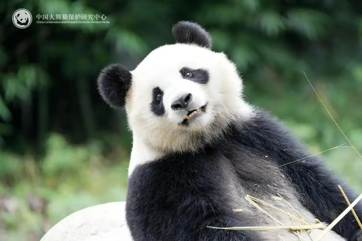 中国大熊猫辰星晓月马来西亚旅居_最后2只旅日大熊猫即将回国_大熊猫晓月性格特点