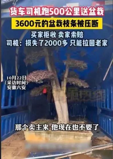 司机跑500公里送盆栽遭拒收索赔 运货变赔钱窘境