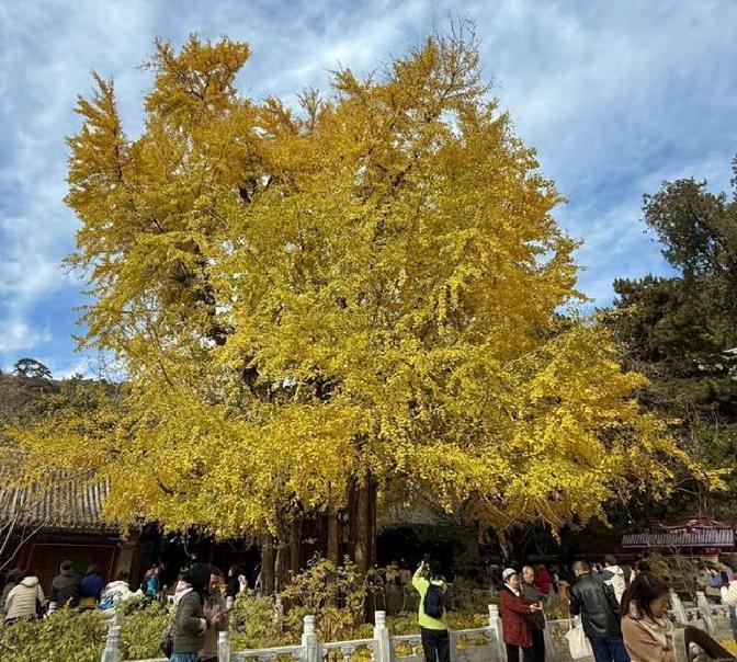 马龙全运会金牌_马龙茶_马龙带病坚持比赛