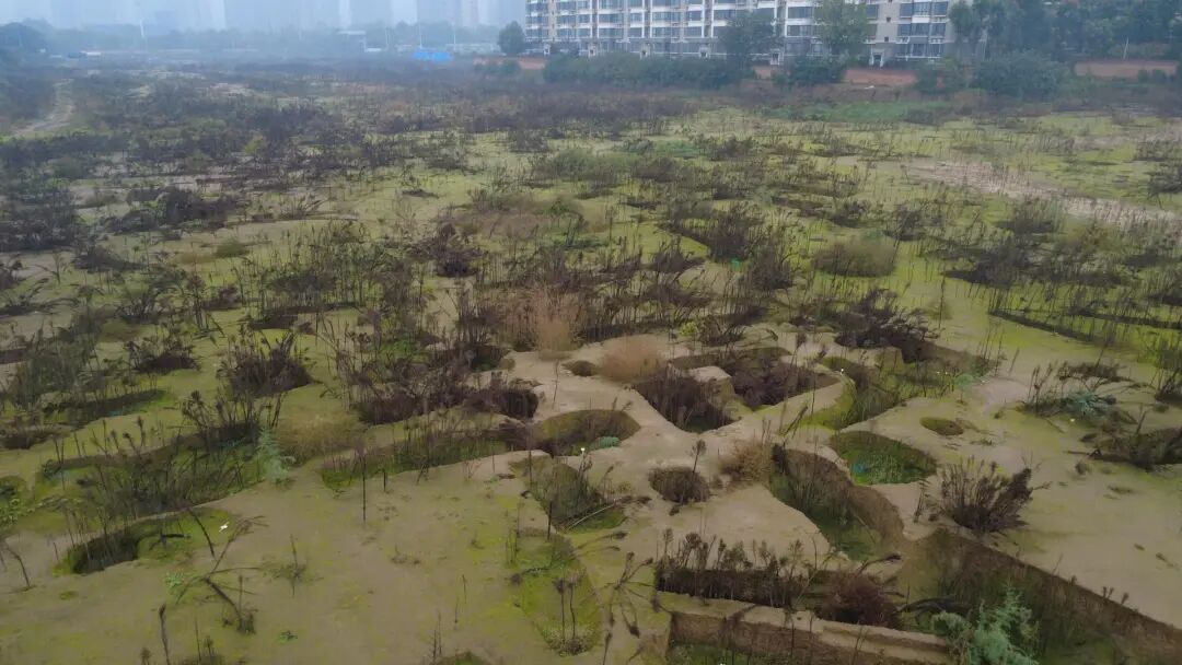 西安连日阴雨后,市民称窗外“古墓变森林”,坑洞里长满植物,相关部门回应