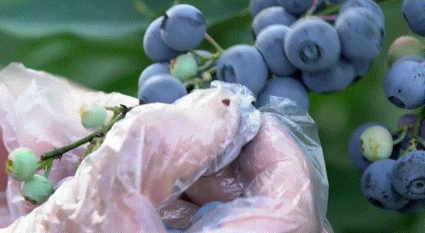 眼科医生提醒：近视的人少吃甜食 糖分影响视力健康