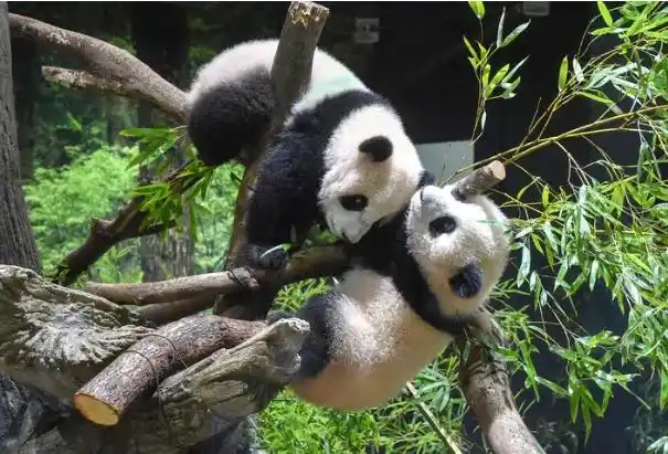 “大熊猫可能从日本完全消失”