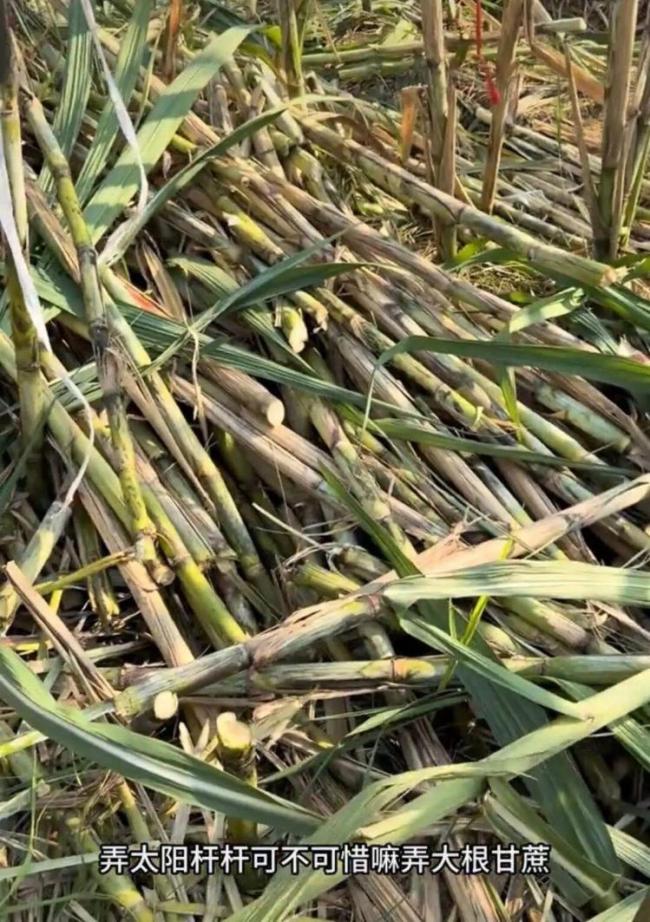 航拍万人涌入地里“偷甘蔗” 增设入场费应对浪费现象