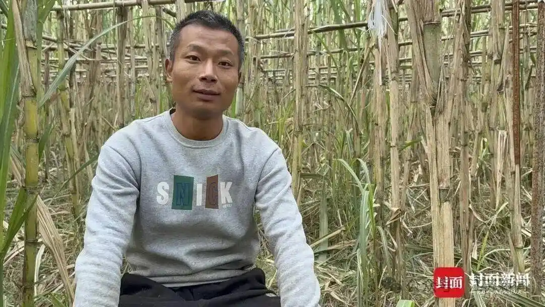 四川真人版“偷”甘蔗爆火！大爷带狗“追捕”，每日上千人涌入