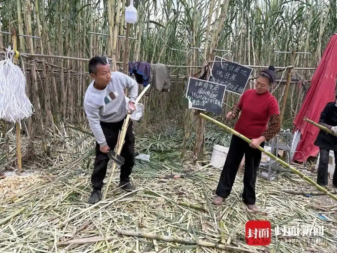 眉山自助偷甘蔗活动_航拍万人涌入地里“偷甘蔗”_四川眉山真人偷甘蔗体验区
