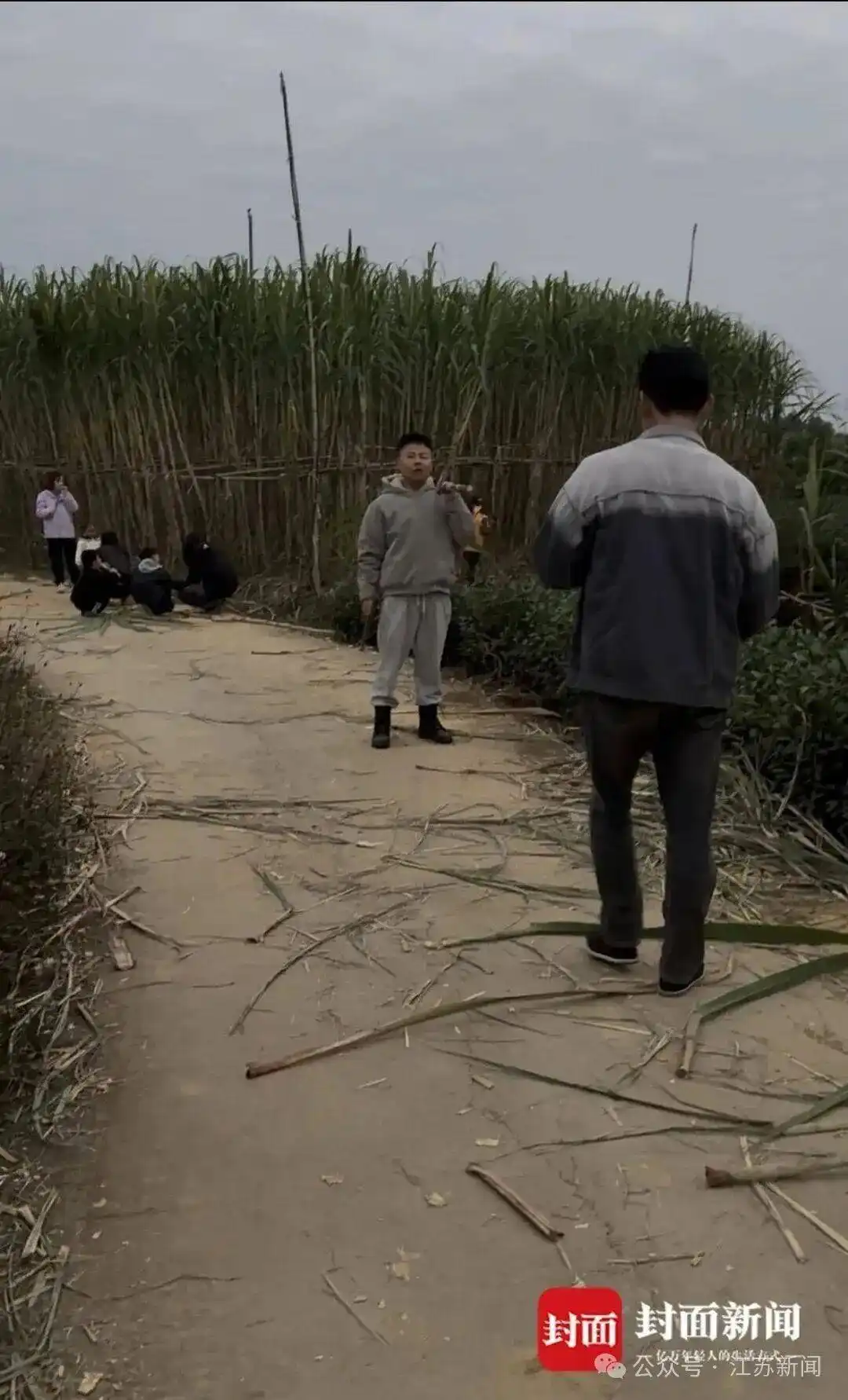 眉山自助偷甘蔗活动_航拍万人涌入地里“偷甘蔗”_四川眉山真人偷甘蔗体验区