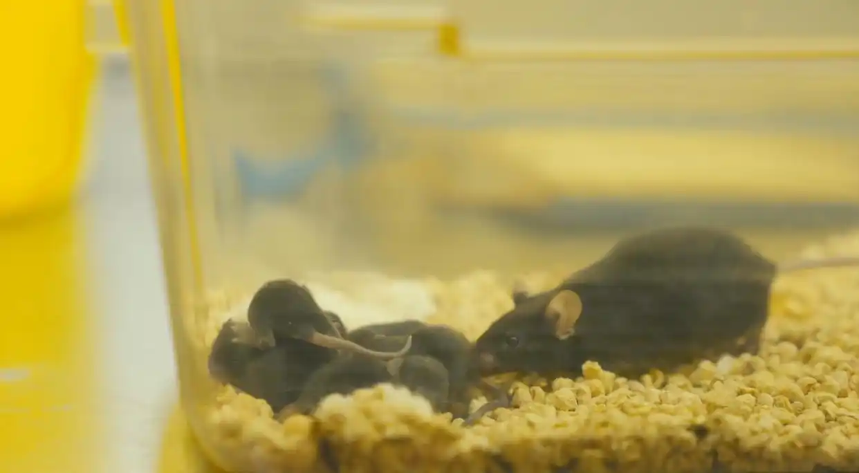 喜提“太空鼠二代”！关于飞天小鼠，你想知道的都在这里