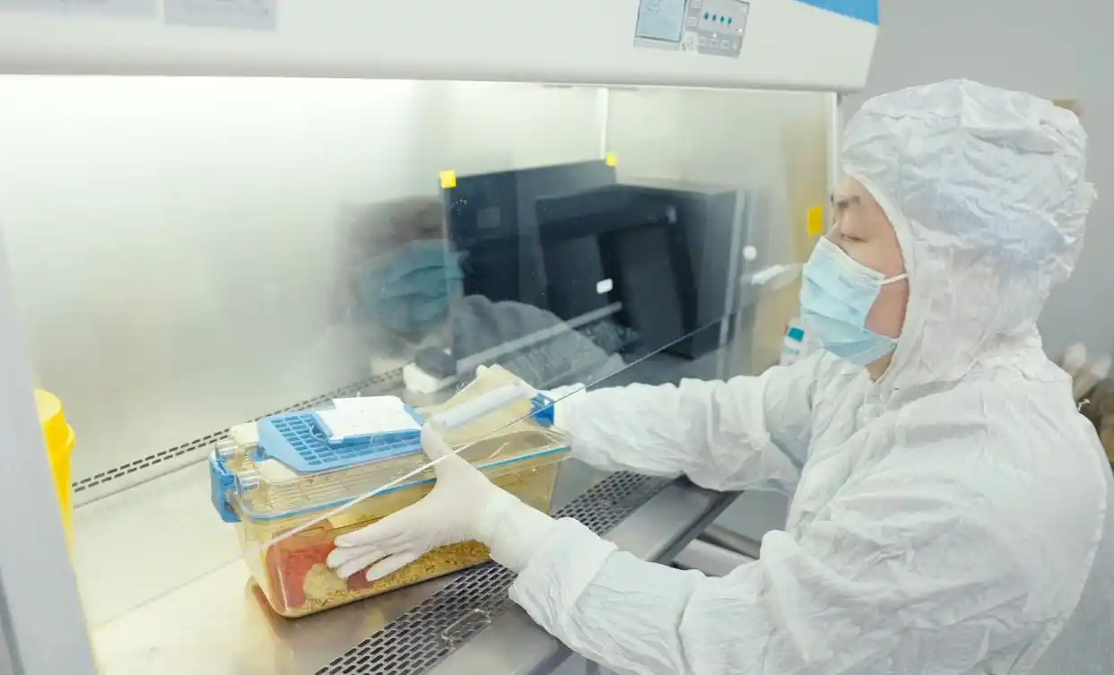 太空小鼠与地面小鼠对比_太空小鼠生育能力_“太空小鼠”当妈了