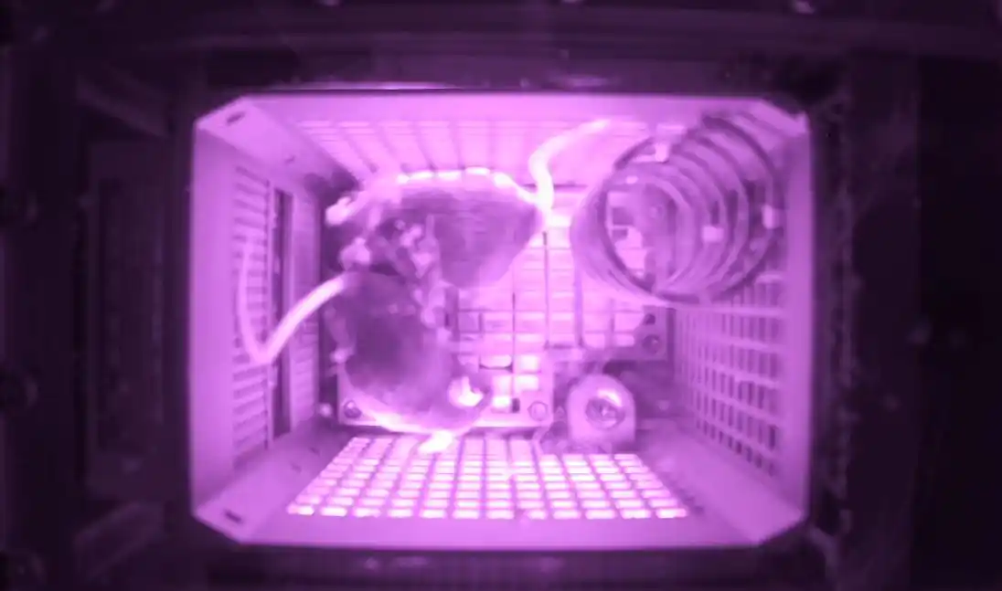 “太空小鼠”当妈了_太空小鼠与地面小鼠对比_太空小鼠生育能力