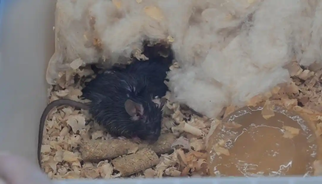 “太空小鼠”当妈了_太空小鼠生育能力_太空小鼠与地面小鼠对比