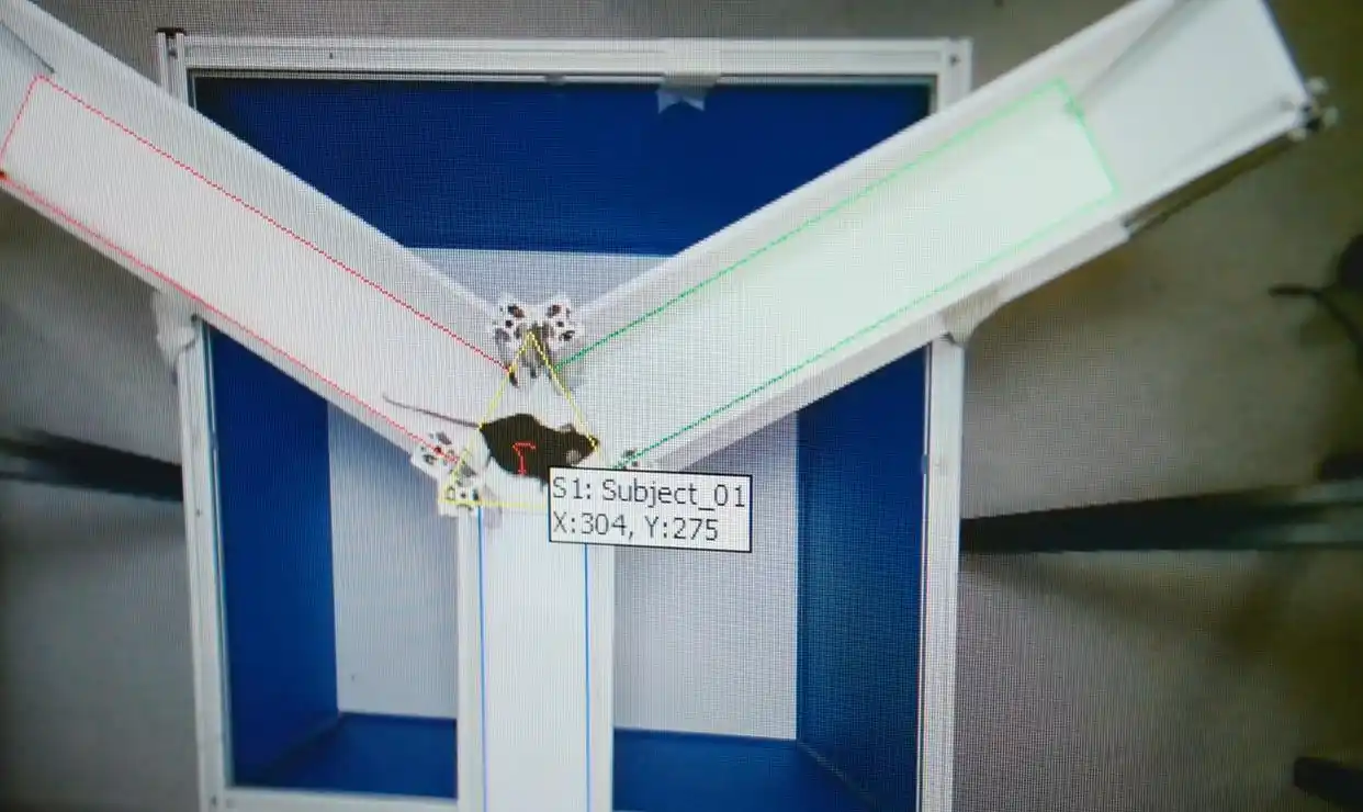 太空小鼠与地面小鼠对比_“太空小鼠”当妈了_太空小鼠生育能力