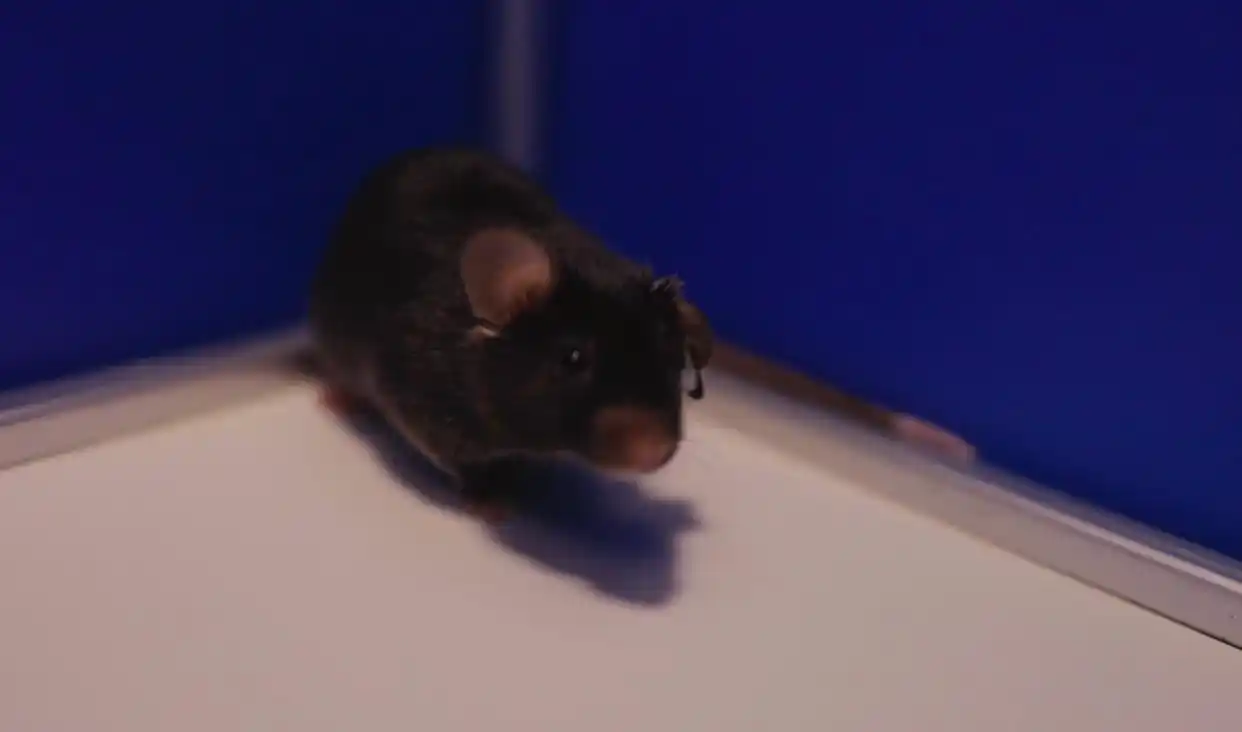 “太空小鼠”当妈了_太空小鼠与地面小鼠对比_太空小鼠生育能力