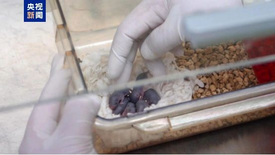 太空小鼠繁育_空间站小鼠实验_“太空小鼠”当妈了