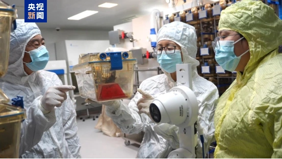 太空小鼠繁育_空间站小鼠实验_“太空小鼠”当妈了