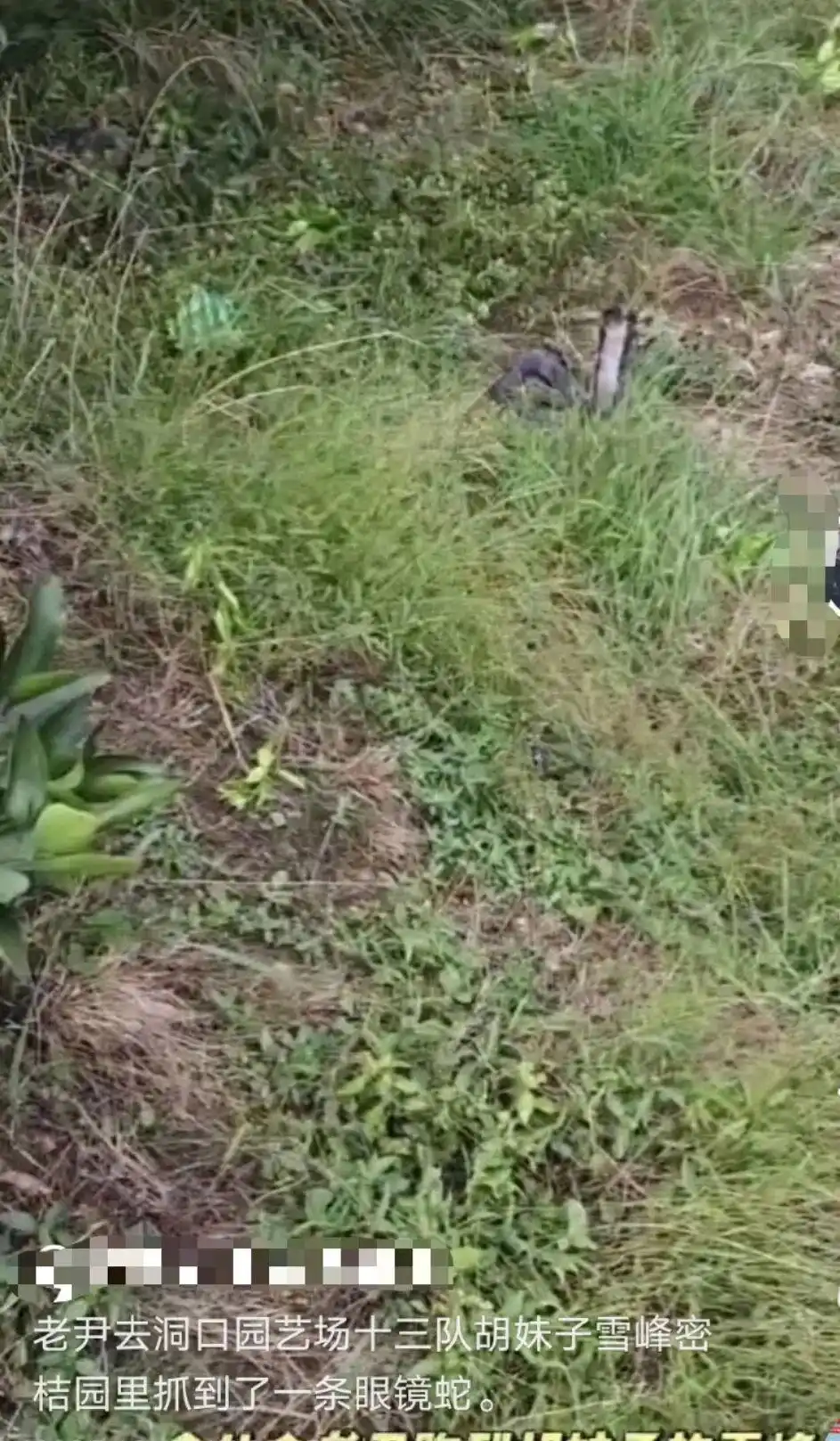 男子直播挖蛇被银环蛇咬伤,“嫌血清贵未注射自行离开医院失联”,当地组织10多人寻找