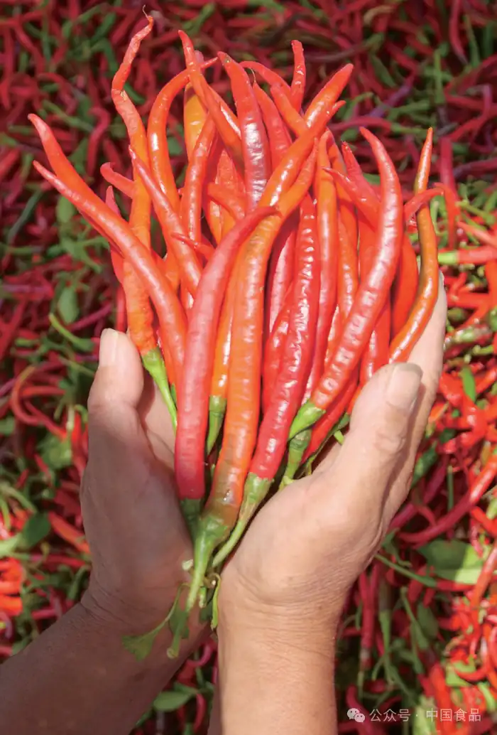 辣椒炒肉起源与流派_一盘辣椒炒肉把民警吃哭了_云南边境民警父亲千里送辣椒炒肉