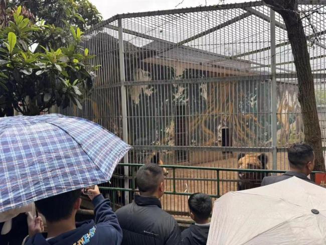 “史上最寒酸”动物园好起来了 迎来首个旅行团