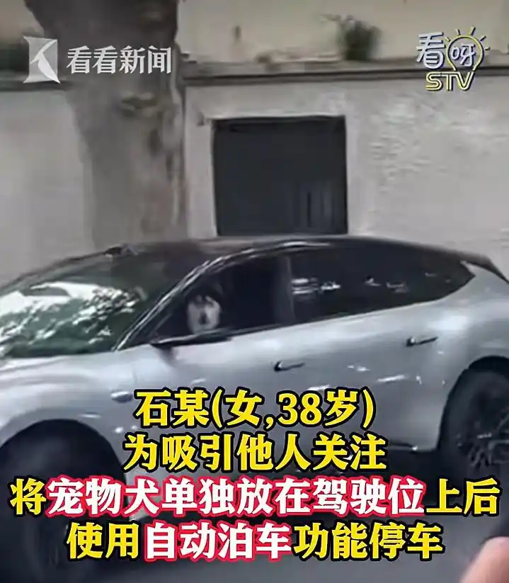 上海女子宠物犬驾驶位停车 自动泊车妨碍安全驾驶违法_女子让狗坐主驾开启自动泊车被处罚