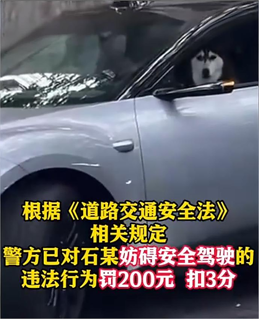 智能驾驶分级标准解读_女子让狗坐主驾开启自动泊车被处罚_自动泊车不能离开车辆