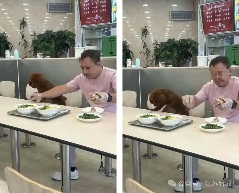 沈阳老四季拉面店宠物上桌事件_沈阳一面馆就顾客带宠物上桌致歉_老四季拉面店致歉信