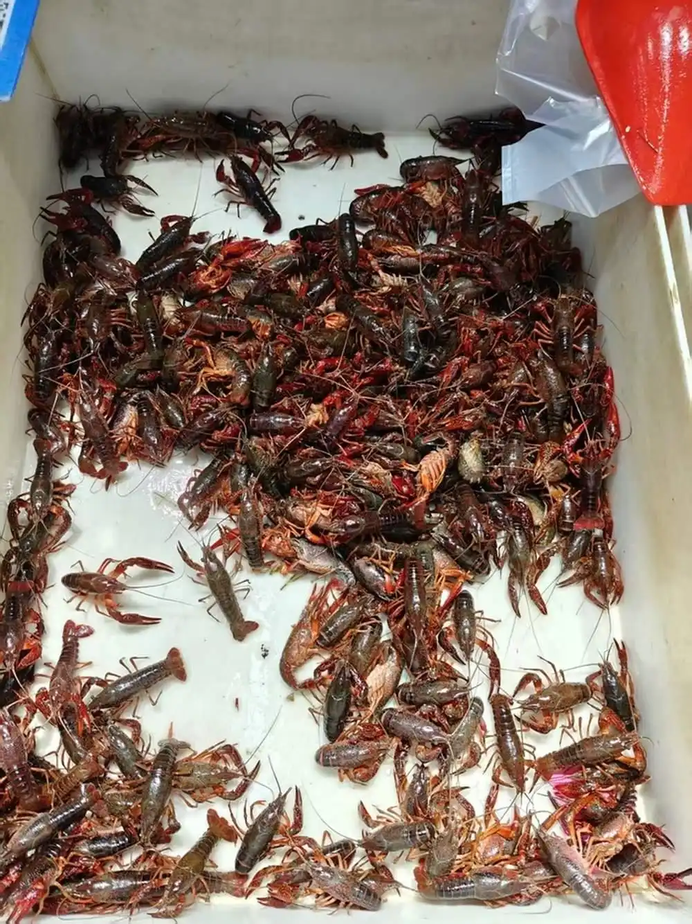济南小龙虾销量下降_小龙虾为何降价了_商场小龙虾跨界产品