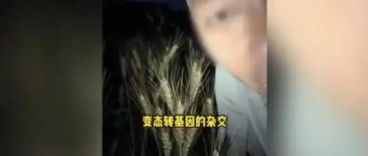诋毁袁隆平的网红岂能封号了之_老种子保卫者公然诋毁育种技术_农业网红攻击袁隆平杂交技术